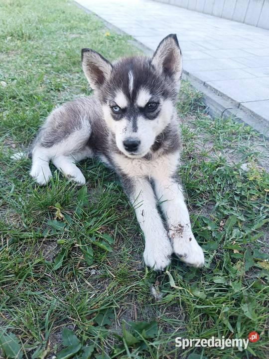Szczeniak Husky Syberian szczeniaki Husky podkarpackie