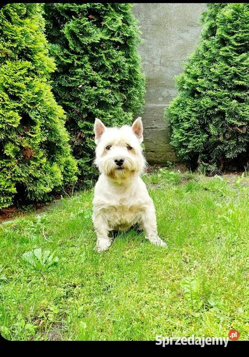 West Highland White Terrier West Highland White Terrier Sokoły sprzedam