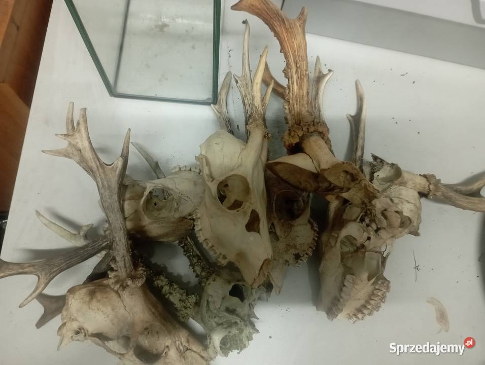 czaszki z podróżami Pozostałe Częstochowa