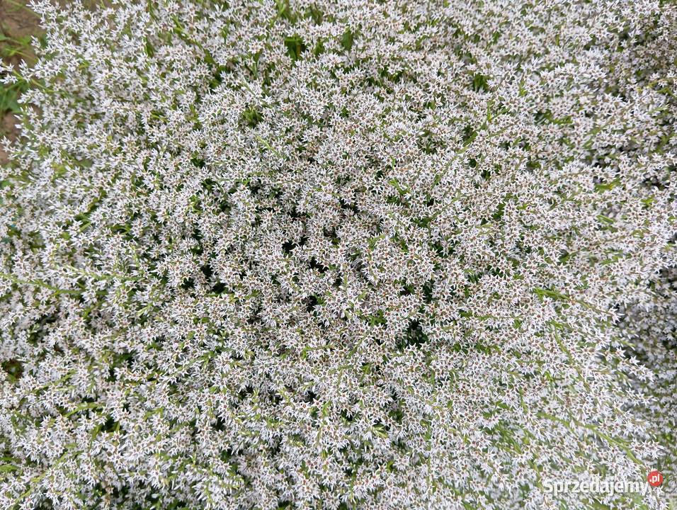 Zatrwian tatarski statica 2025 Izbica