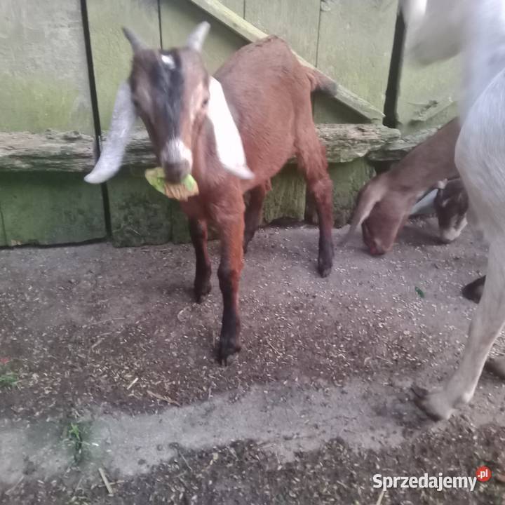 Kozy Anglonubijskie Sprzedam Zwoleń