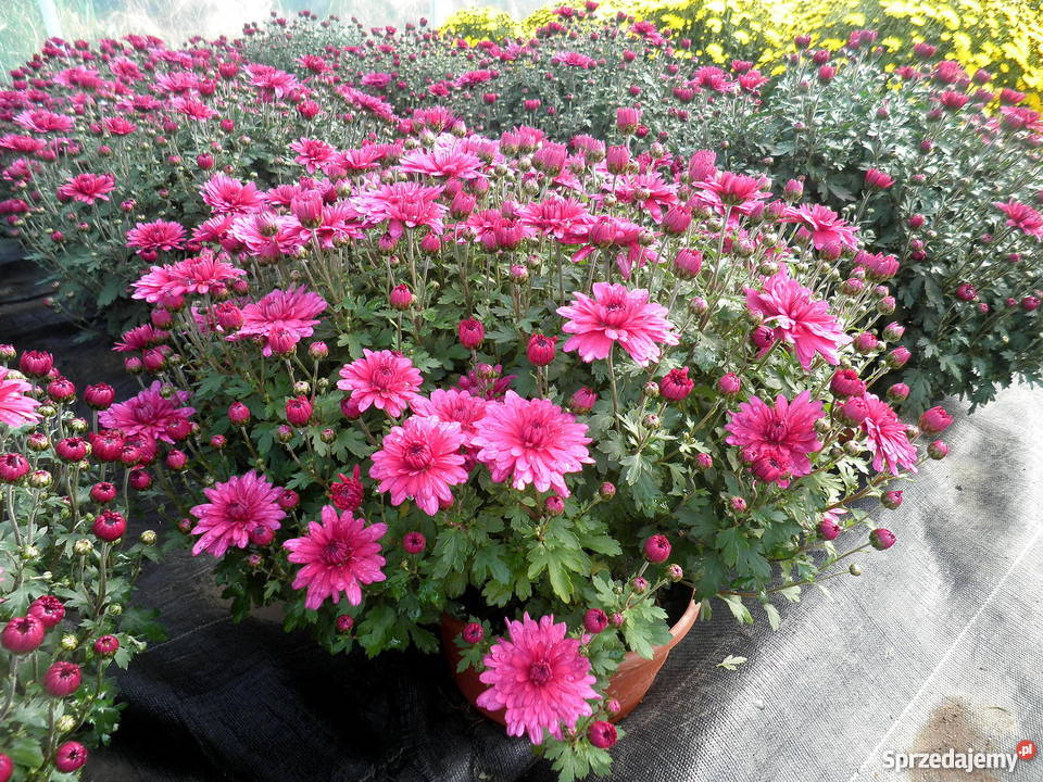 Sprzedam CHRYZANTEMY Gierlachów sprzedam