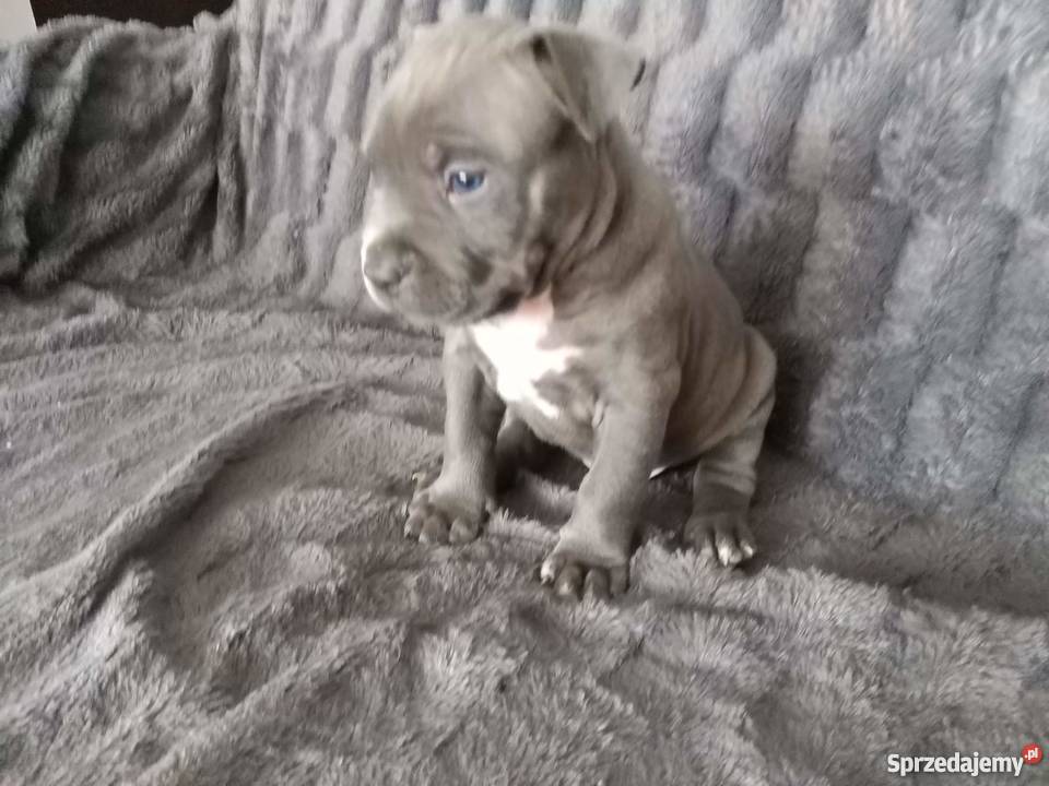 Miot Pieknych Amstaff Blue Silne Szczeniaki Gdańsk