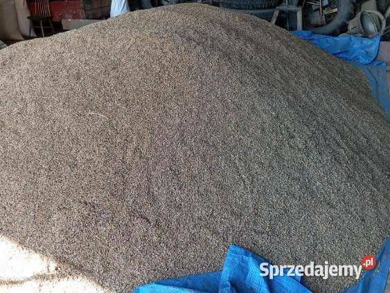 Pszenica paszowa ekologiczna Błażowa