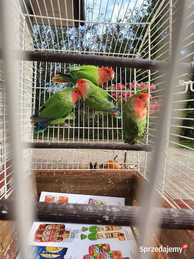 Sprzedam papugi nierozłączki czerwonoczelne Żabno