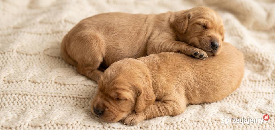 Cocker Spaniel Angielski szczeniak szczeniaki z Radom sprzedam