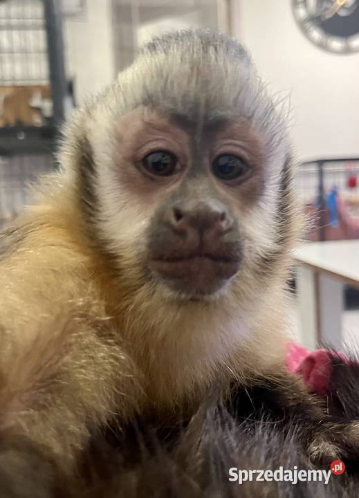 Małpa kapucynka czubata samiec