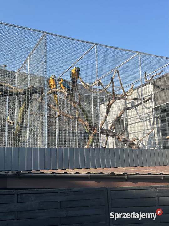 Ara ararauna samiec 2025 Biała