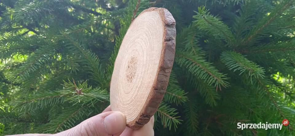 Plastry drewna 500sztuk 210 krążki drewniane małopolskie sprzedam