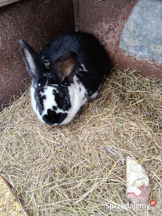 Sprzedam króliki zwykłe mięsne Króliki warmińsko-mazurskie Gołdap