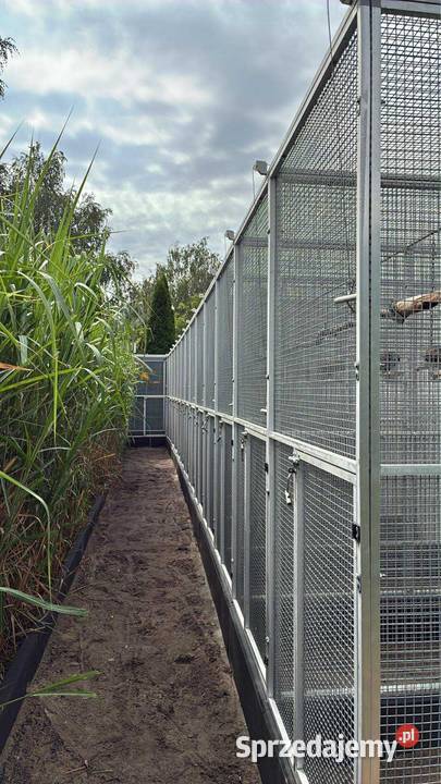 Amazonka surinamska samiec 2018r wielkopolskie