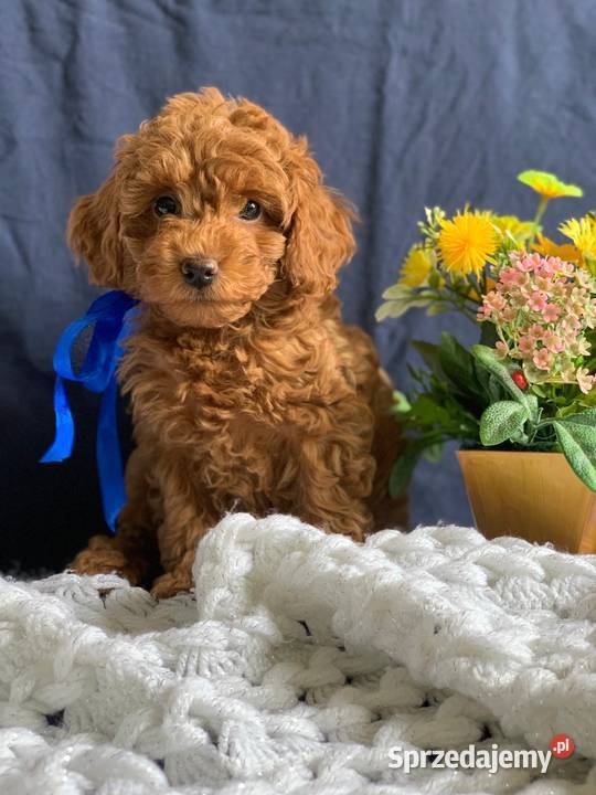 Pudel szczenięta dziewczęta z rodowodem łódzkie Łódź