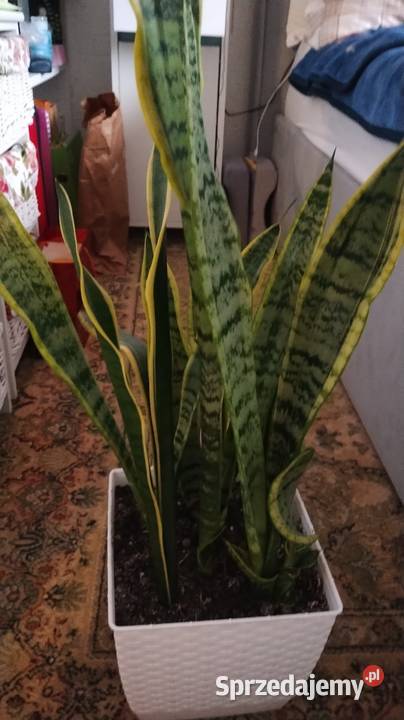 Kwiaty duże wyrośnięte palma asparagusBenjamin sprzedam