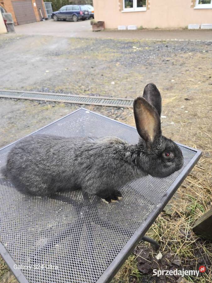 Króliki belgijskie i barany francuskie Pławna Górna