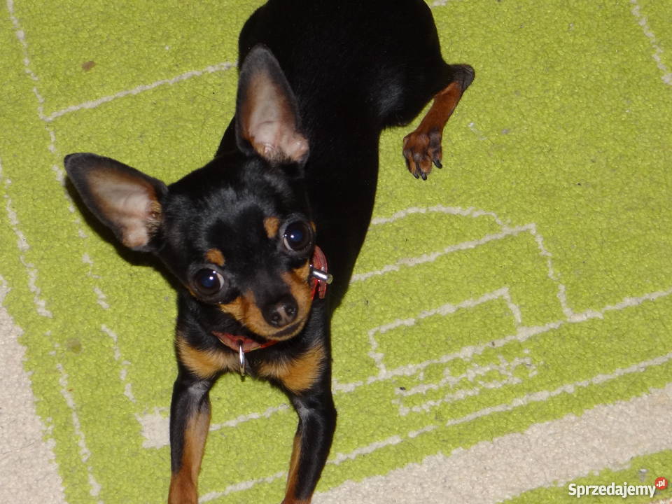 Ratlerekratlerki pinczer pinczerek krycie Wierzbica