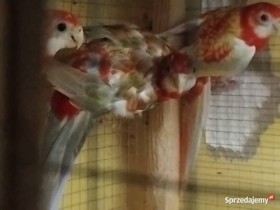 Sprzedam Papugi kolorowe Piaseczno