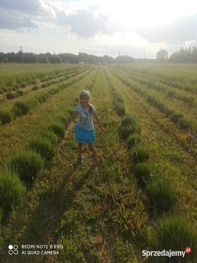 Lawenda lekarska wąskolistna Sadzonki kwiaty Korczew