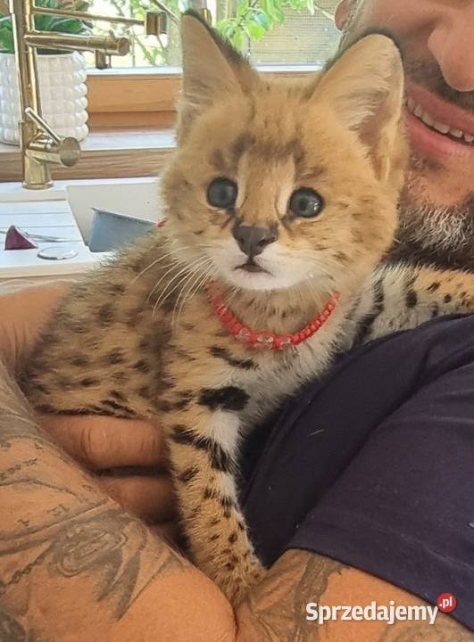Serval savanna Bystra sprzedam