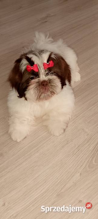 Gotowa do odbioru suczka rasy ShihTzu