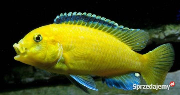 rybki pyszczaki malawi Labidochromis caeruleus Kieźliny
