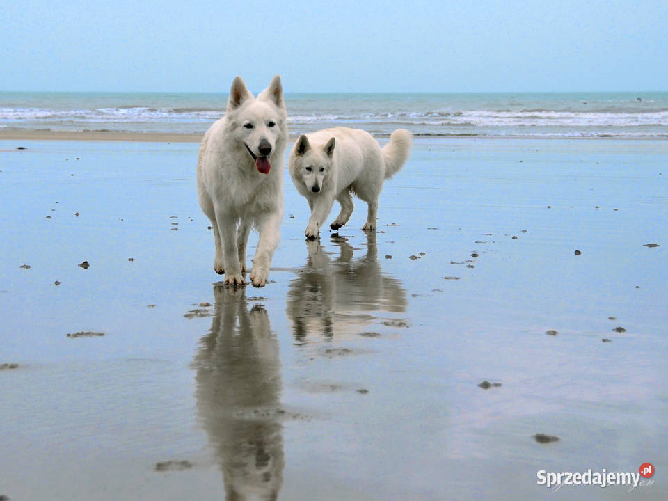 Biały Owczarek Szwajcarski długowłose szczenięta Skała