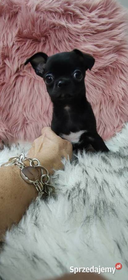 Gotowy Do Odbioru Czarny Piękny Chłopczyk Ciszkowo sprzedam