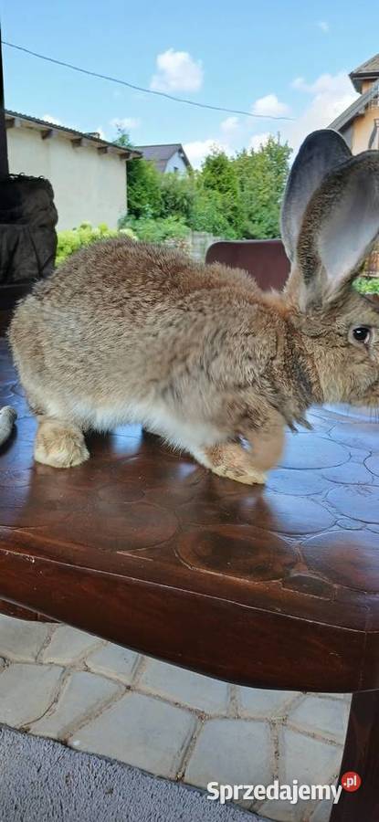 Króliki belgijskiebarany francuskie srokacze Skarżysko-Kamienna