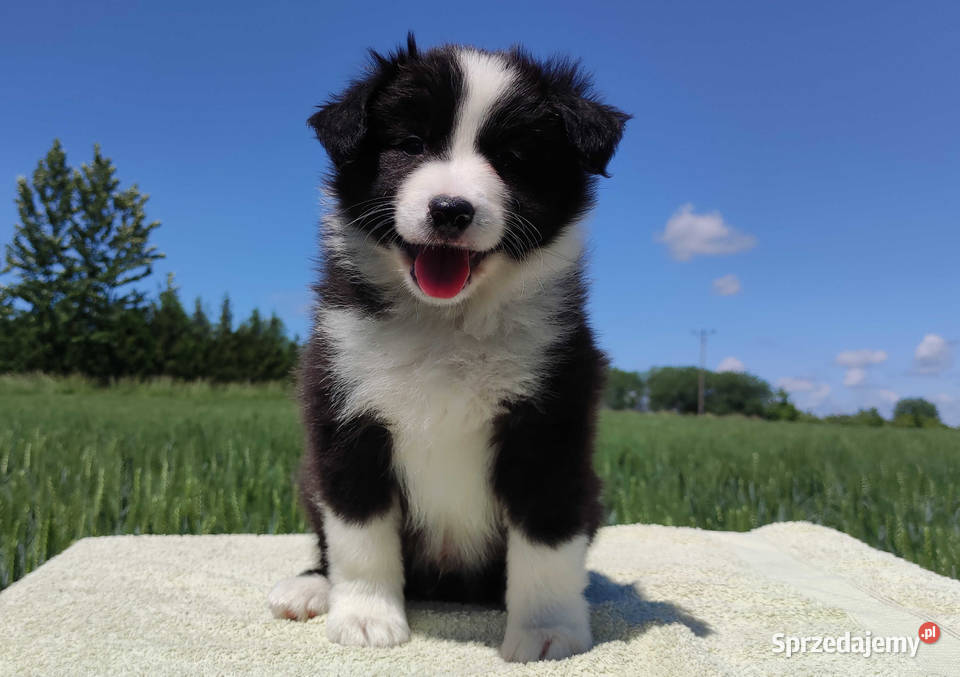 Piękny Rasowy Pies Border Collie Szczeniak z Iwonicz sprzedam