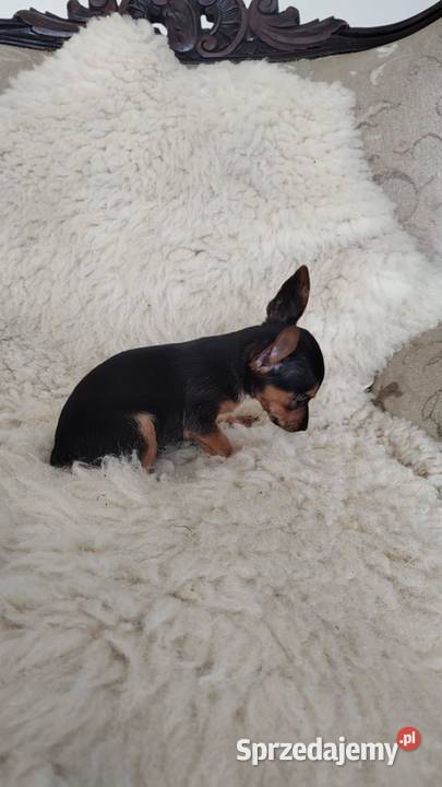 Pinczer miniatura pieski i suczki Radomsko