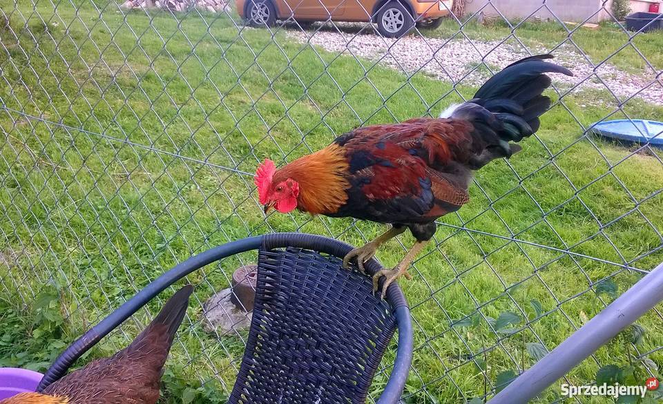 koguciki zielononóżki kuropatwianej sprzedam Giżycko
