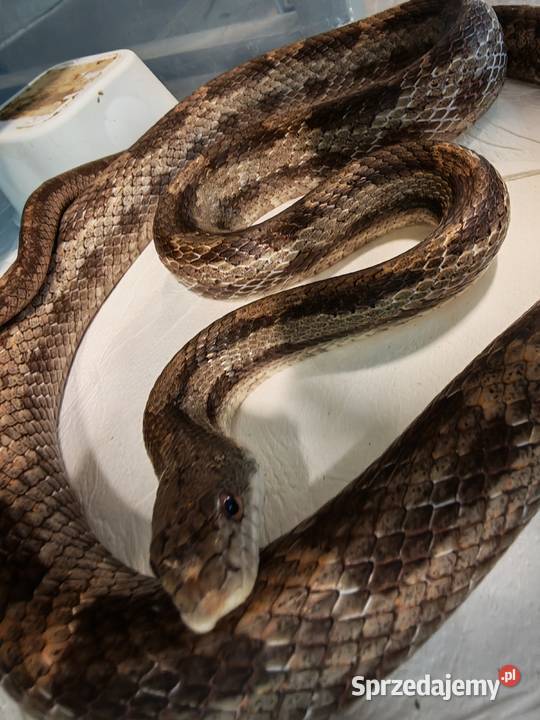 Rat Snake promocja do końca czerwca Oława