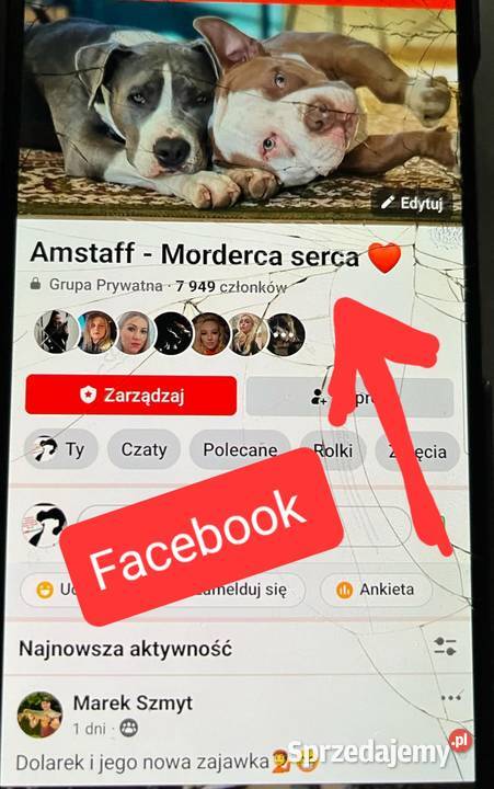 Amstafy TRICOLOR LILIOWE I BLUE DO REZERWACJI