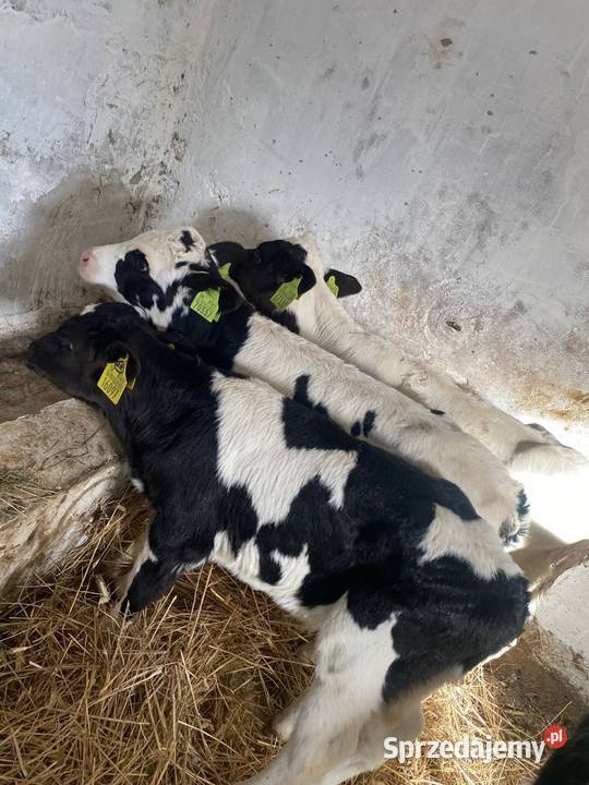Byczki cieląta Tomaszów Lubelski