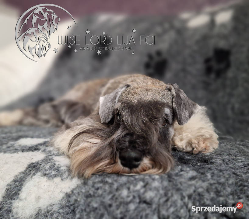 Sznaucer miniaturowy pieprz I sól rodowód Sznaucer Stargard sprzedam