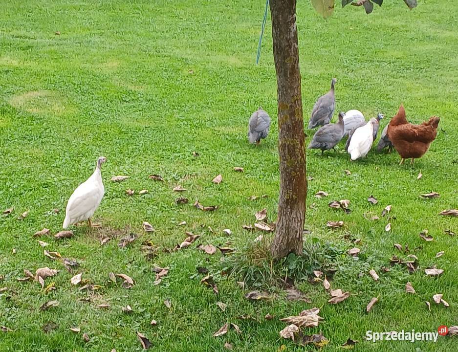 Sprzedam perliki podkarpackie Jodłowa sprzedam