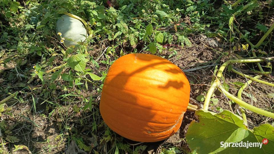 Dynia bez oprysków i nawozów Nelson Halloween Kołaczyce