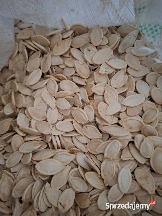 Pestka dyni w łupinie lubelskie Parczew