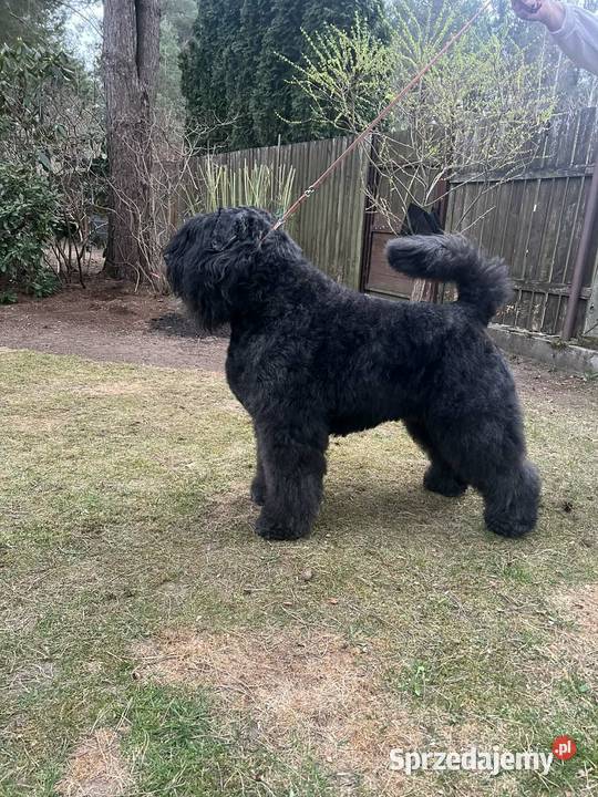 Bouvier des Flandres szczenięta Pozostałe Cuple sprzedam