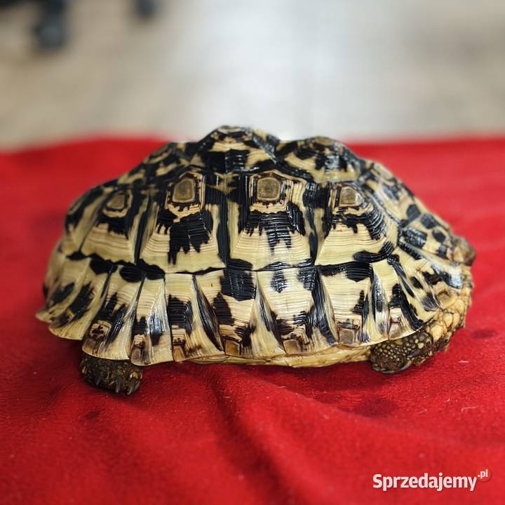 Żółw lamparci samica stigmochelys pardalis Gady i płazy