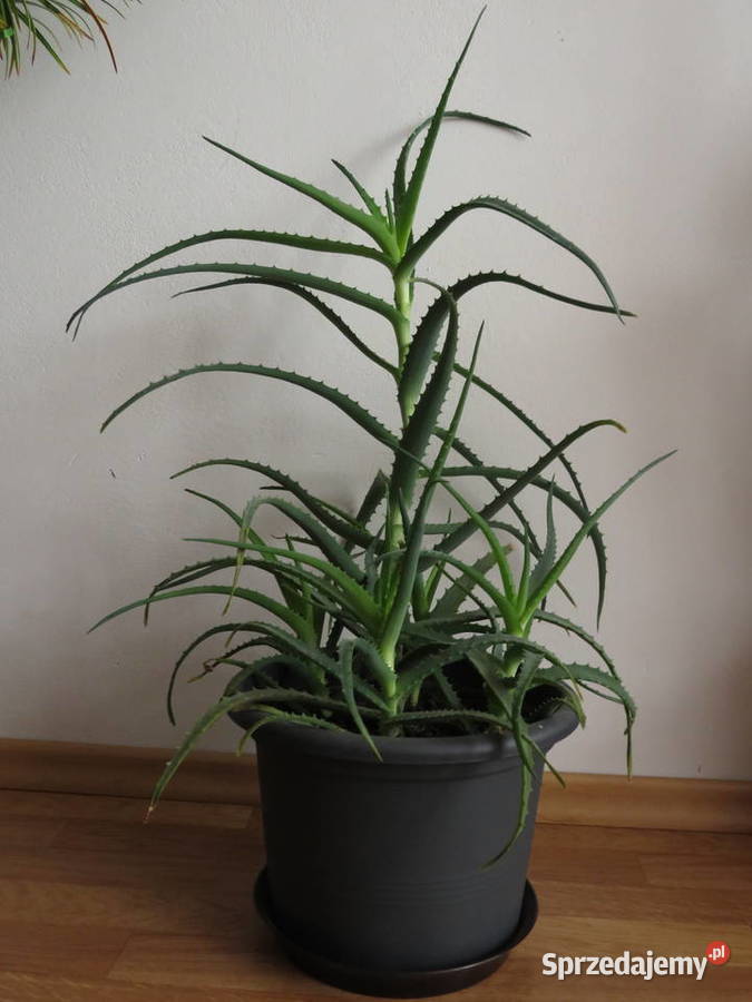 Aloes 70 sukulent Wieliczka sprzedam
