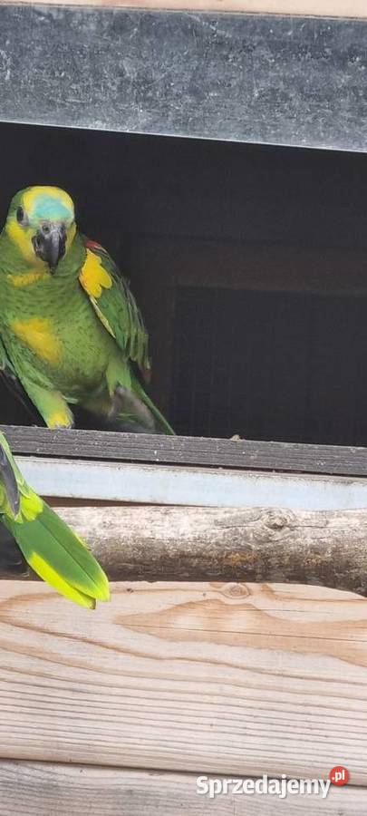 Amazonki niebieskoczelne śląskie Bystra