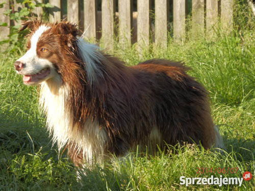 Border Collie rodowodowe szczeniaki Otwock