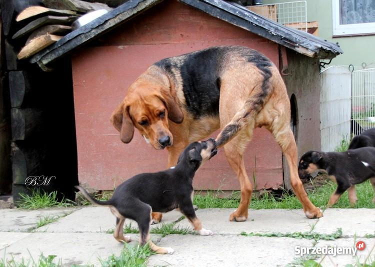 Chart polski rodowodowe szczenięta Leśniówka