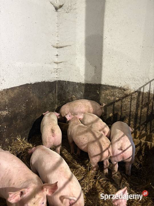 Sprzedam prosięta do dalszego chowu rolnika małopolskie