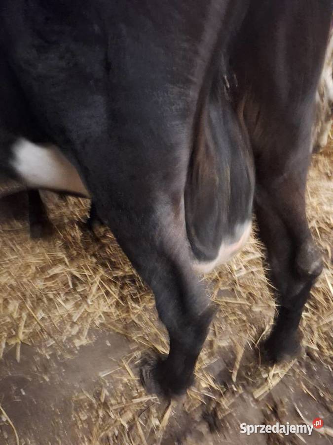 LIKWIDACJA STADA Myszyniec sprzedam