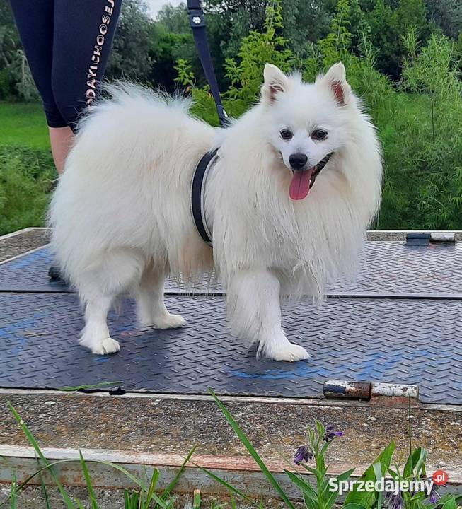 Szpic średni biały Oława