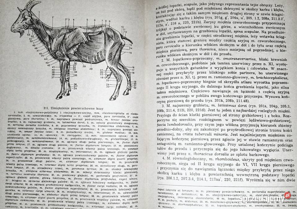 Anatomia zwierząt Tom 1 Kazimierz Krysiak miękka Chełm sprzedam