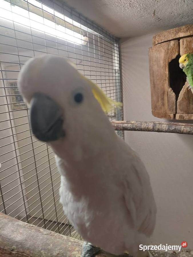 Kakadu źółtoczube Grodzisk Wielkopolski