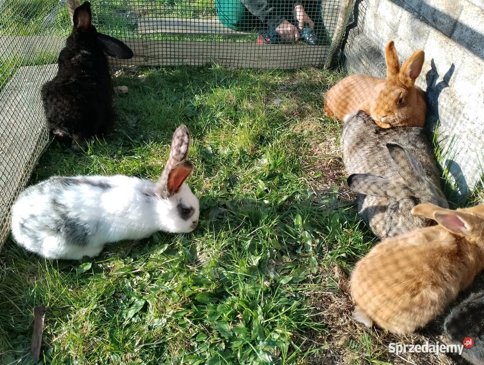Sprzedam króliki Smoryń