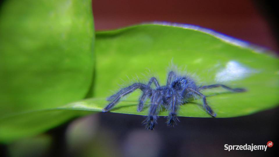 Avicularia versicolor caribena L3 świętokrzyskie Ostrowiec Świętokrzyski sprzedam